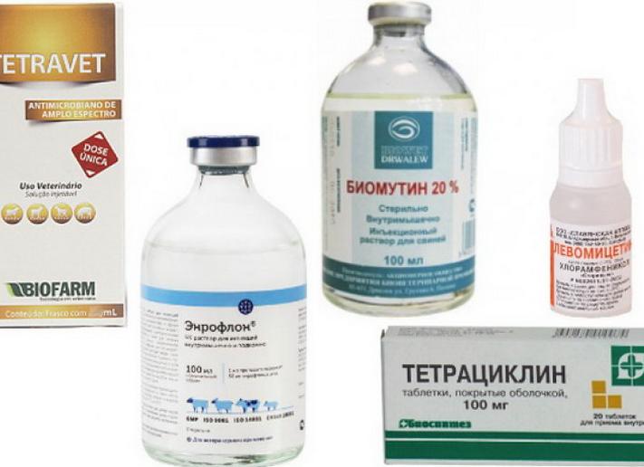 Чем лечить микоплазмоз у женщин