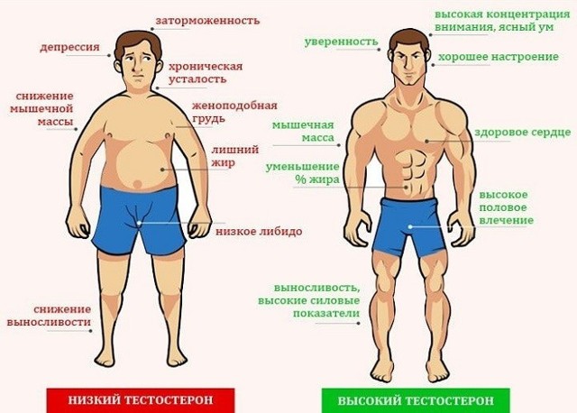 Мужской тестостерон как повысить
