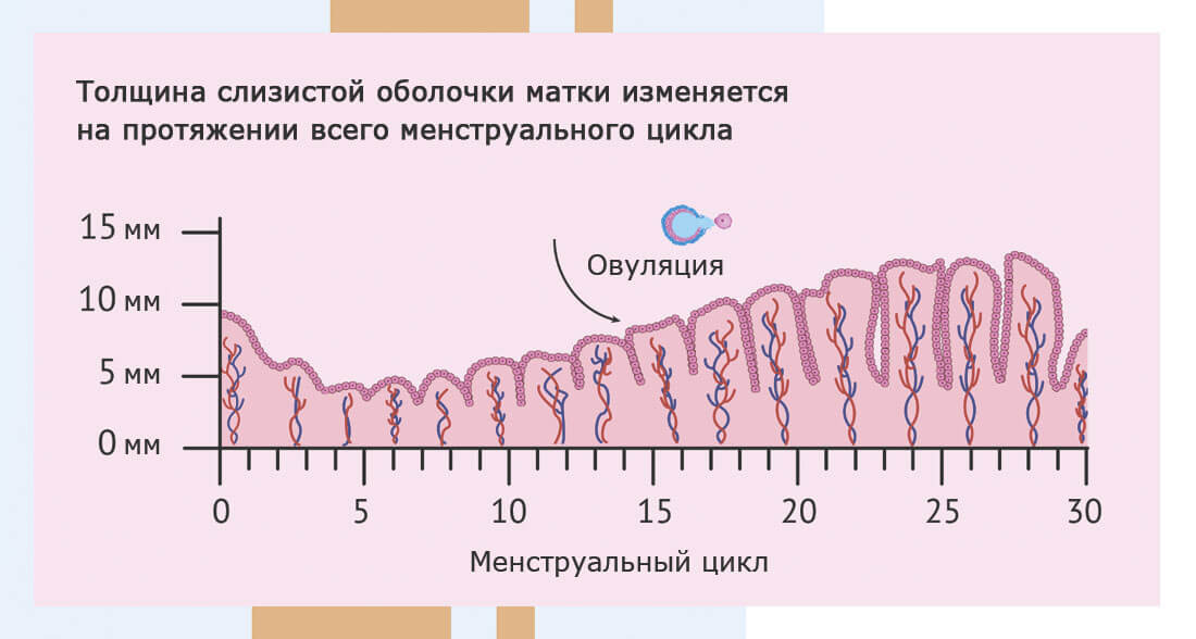 На 7 день цикла какой должен быть эндометрий