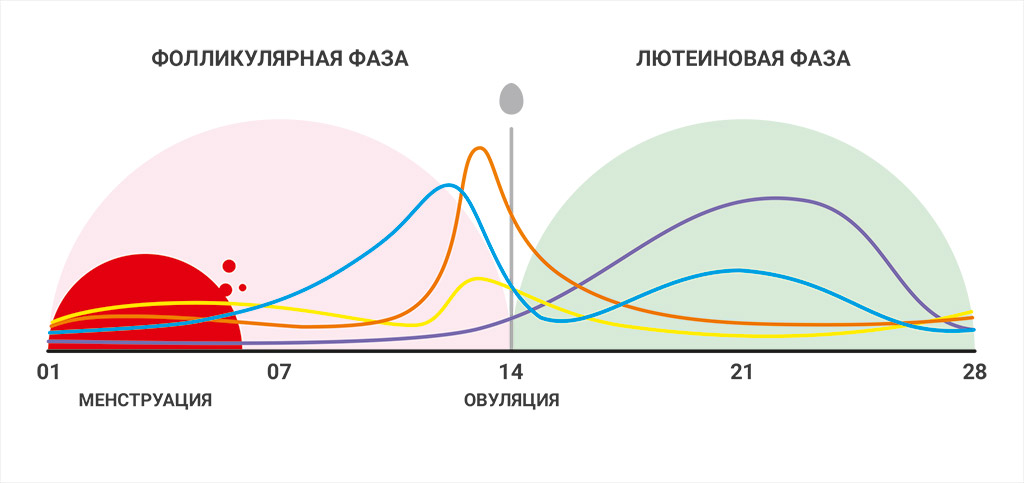 На какой день цикла сдавать тестостерон женщине