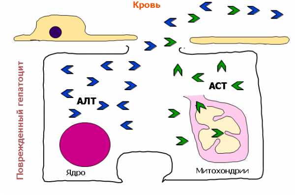 Аланинаминотрансфераза что это такое