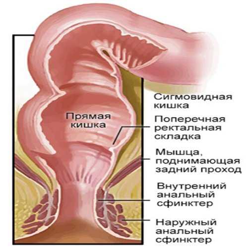 Ампула прямой кишки