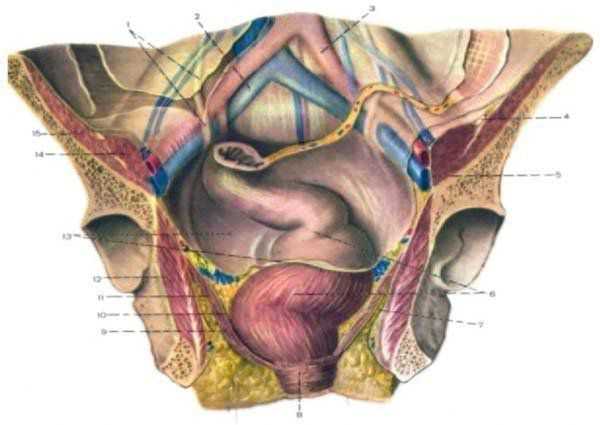 Мало полость. Малый таз топографическая анатомия. Топографическая анатомия прямой кишки. Прямая кишка топография. Топография прямой кишки топографическая анатомия.