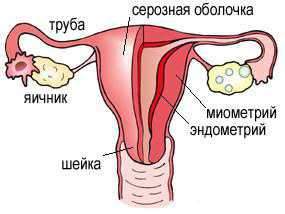 Анализ мочи на микрофлору