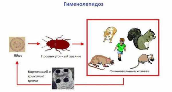 Бак анализ что такое