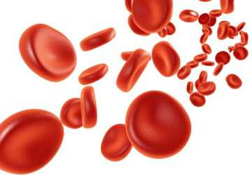 Чем повысить лейкоциты в крови