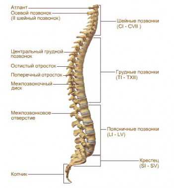 Что показывает мрт спины