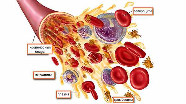 Что такое пойкилоцитоз в анализе крови