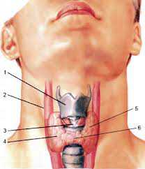 Щитовидная железа какие анализы нужно сдать
