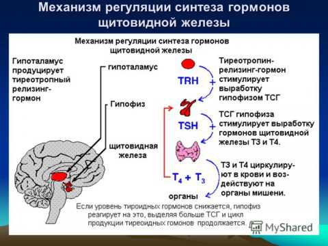 Щитовидная железа увеличена а гормоны в норме