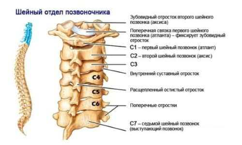 Фото шейный позвонок