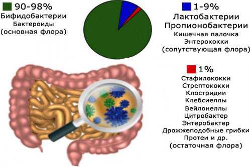 Функции нормальной микрофлоры