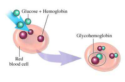 Гликозилированный гемоглобин анализ