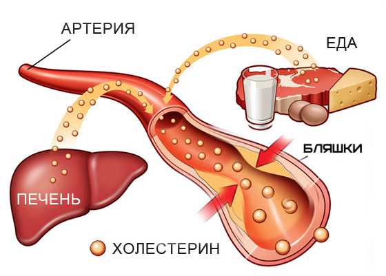 Холестерин анализ крови норма