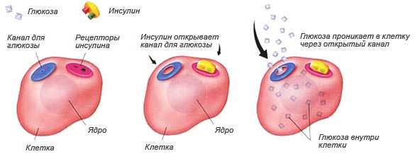 Инсулин через 2 часа после еды норма