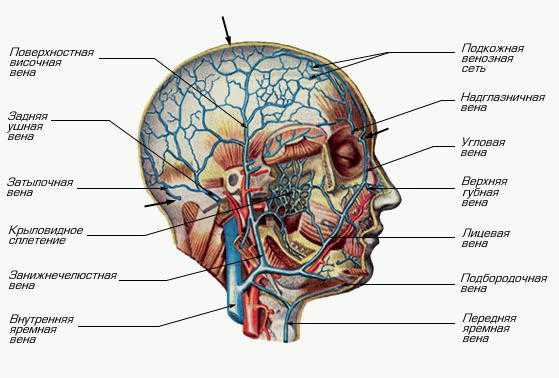 Зачем проводят исследование сосудов головного мозга и шеи