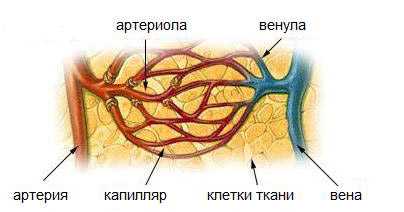 Как проверяют сосуды сердца