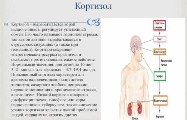 Как сдавать кортизол