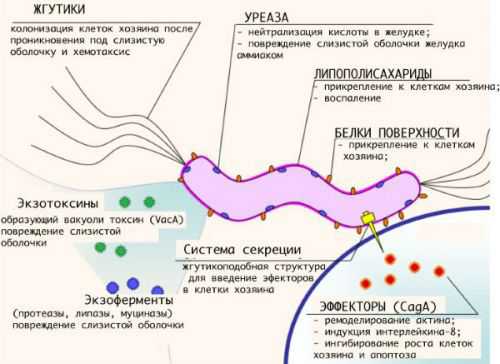 Как сдавать кровь на хеликобактер пилори