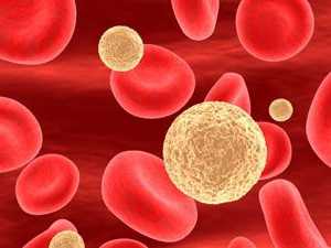 Какие продукты повышают лейкоциты в крови