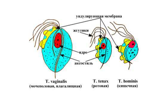 Кишечная трихомонада жизненный цикл