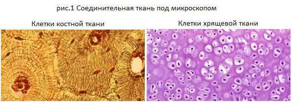 Костная ткань под микроскопом рисунок