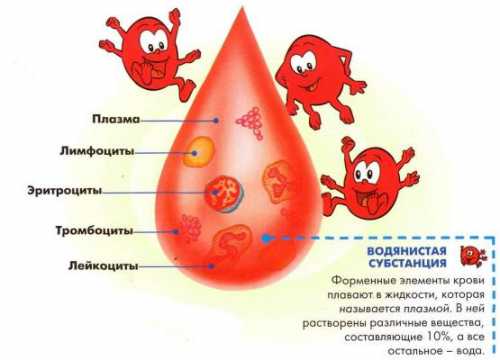 Лимфоциты и нейтрофилы