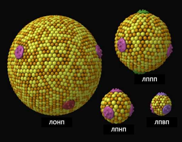 Лпвп что это такое в крови