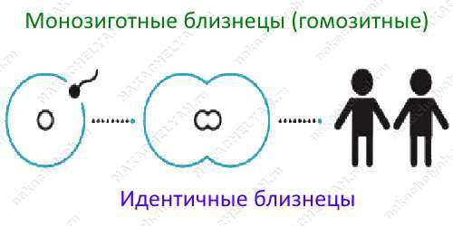 Виды близнецов схема