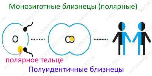 Монозиготные близнецы. Монозиготные полуидентичные Близнецы. Монозиготные полуидентичные (Полярные). Монозиготные полуидентичные Полярные Близнецы. Однояйцевые полуидентичные.