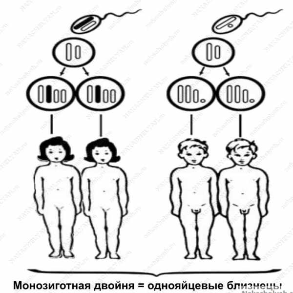 Близнецы и двойняшки разница. Монозиготная двойня. Гетерозиготных близнецов. Монозиготные (гомозиготные).