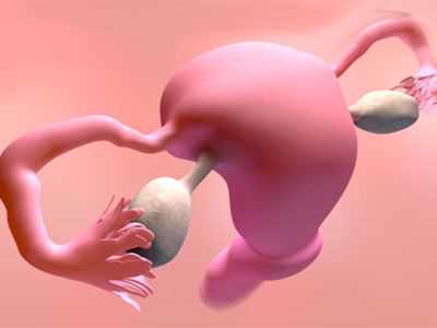 Оплодотворение яйцеклетки по дням