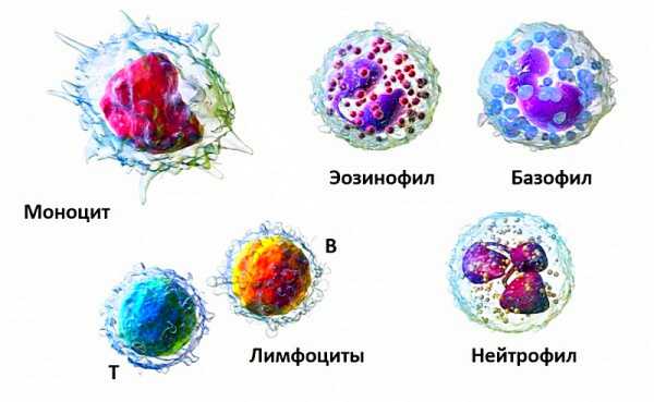 От чего в моче лейкоциты