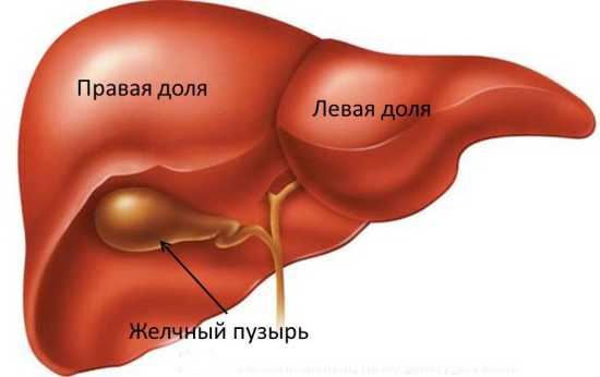 Перед узи печени