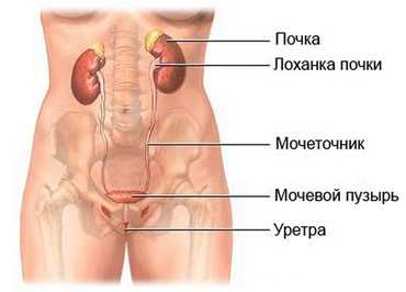 Почему болит правая почка у мужчин