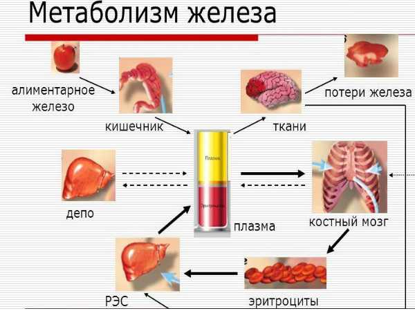 Пониженное содержание железа в крови причины