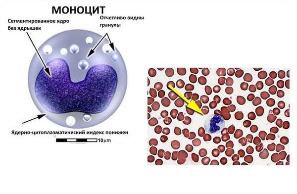 Повышение моноцитов в крови у мужчин