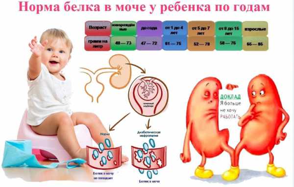 Повышенное содержание белка в моче у ребенка