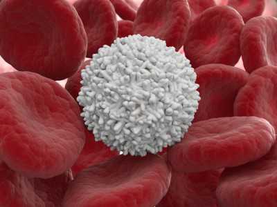 Превышение лейкоцитов в крови