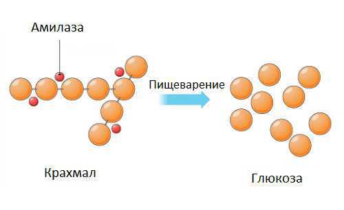 При панкреатите амилаза