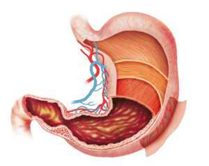 Расположение органов в брюшной полости