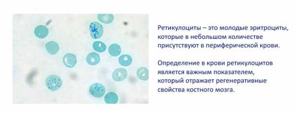 Ретикулоциты в крови