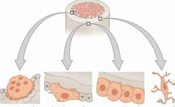 Соединительная костная ткань строение