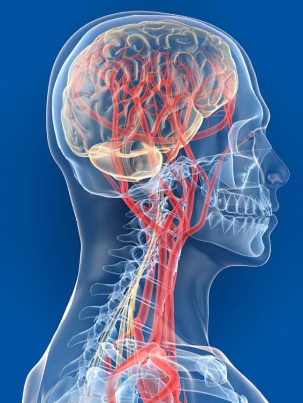 Сосуды головного мозга шеи