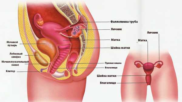 Строение мочеполовой системы женщины