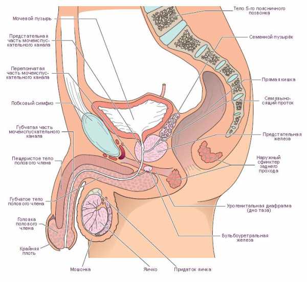 Строение органов малого таза у женщин