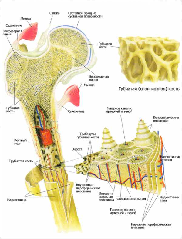 Структура костной ткани