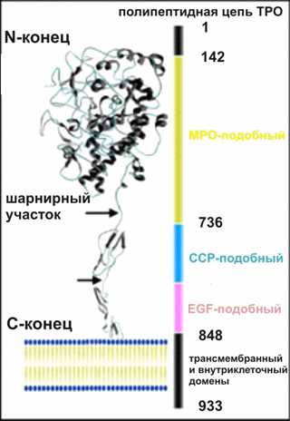 Тиреопероксидаза что это