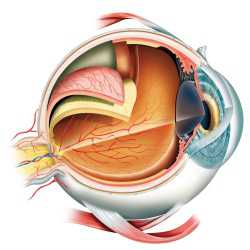 Томография сетчатки глаза
