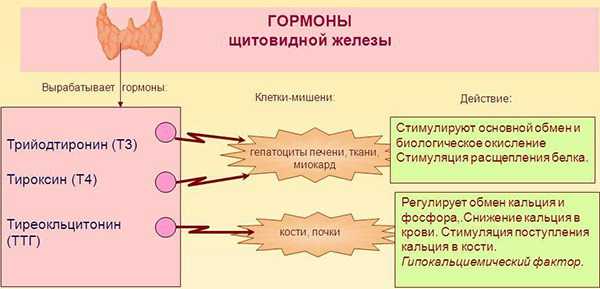 Тироксин органы мишени